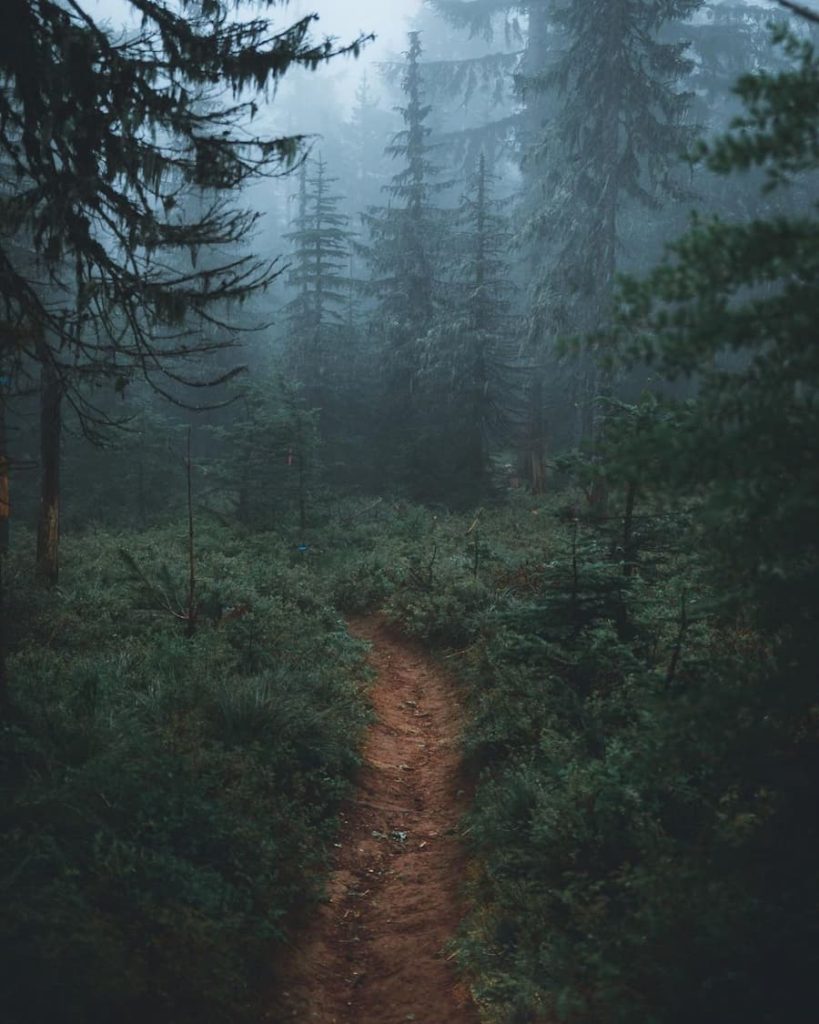@zachnicholz_Path_Forest