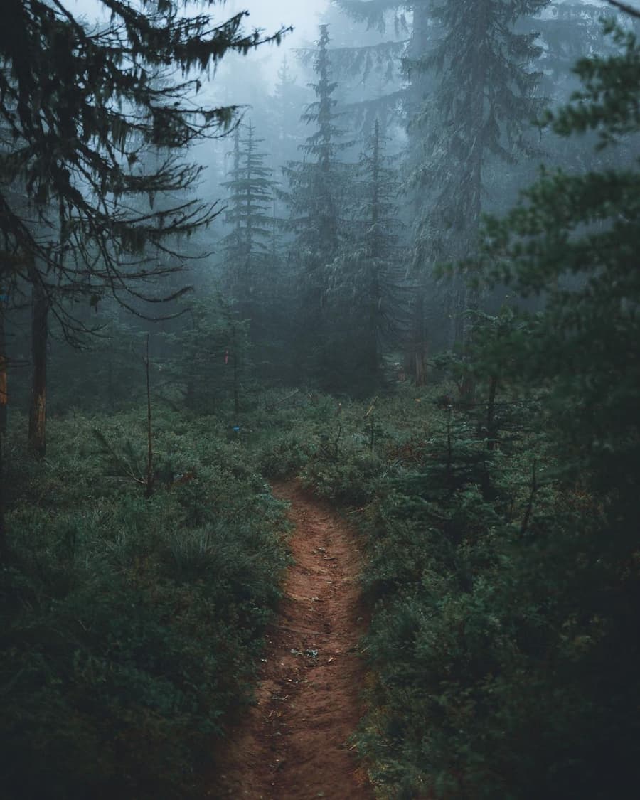 @zachnicholz_Path_Forest