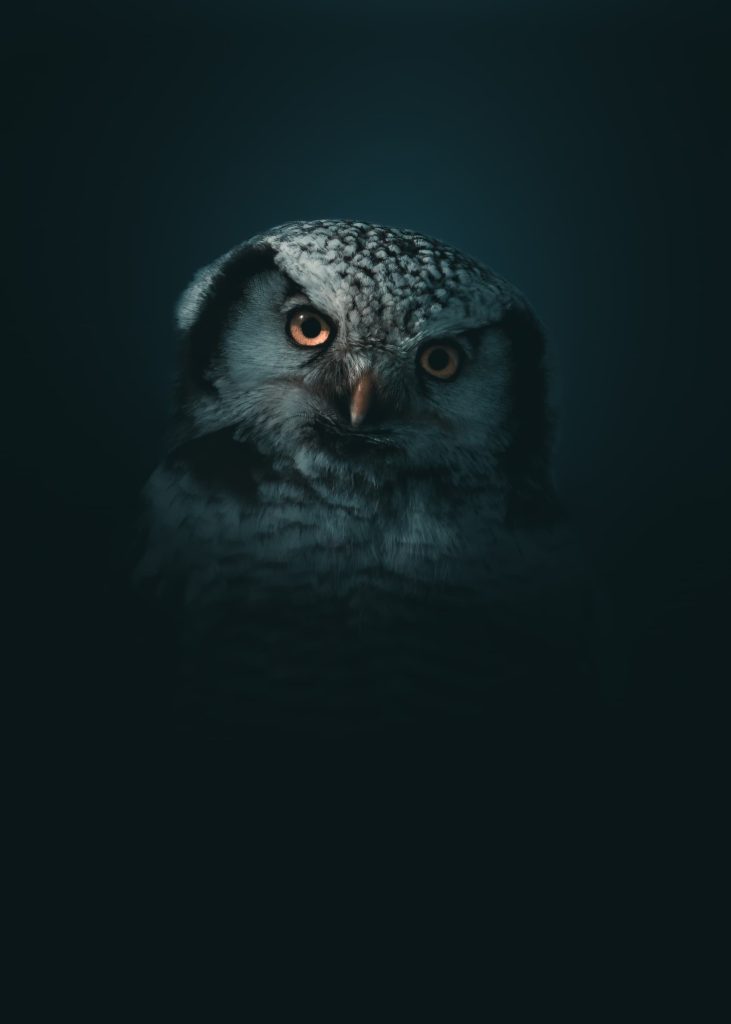 Northen hawk owl - @mankeyfoto
