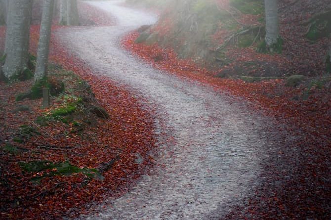 Stefano Gelli -Foresta Casentino-Gelli