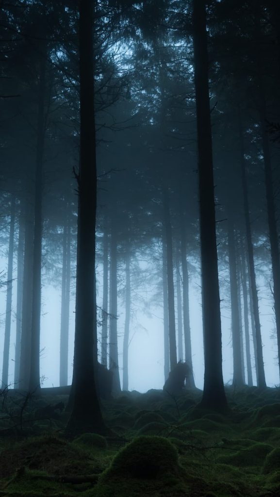 @intenttobe - Foggy Forest