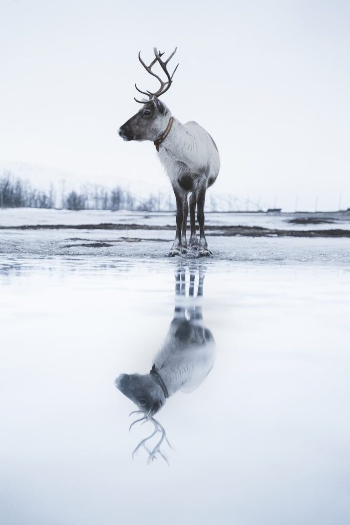 Norway, Tromsø, Bruce Mansell (1)