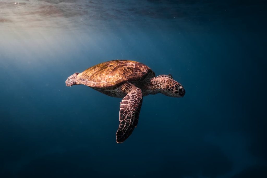 @barefoot.wandering, Australia,NingalooReef,DanielNicholson