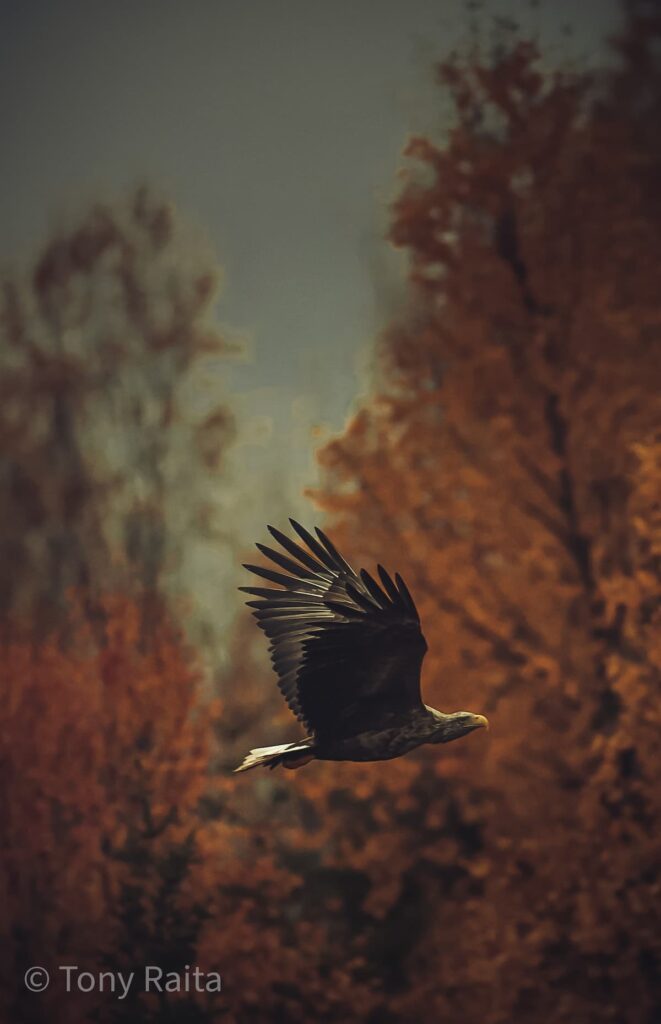 @tr_pixels_Finland_White tailed sea Eagle