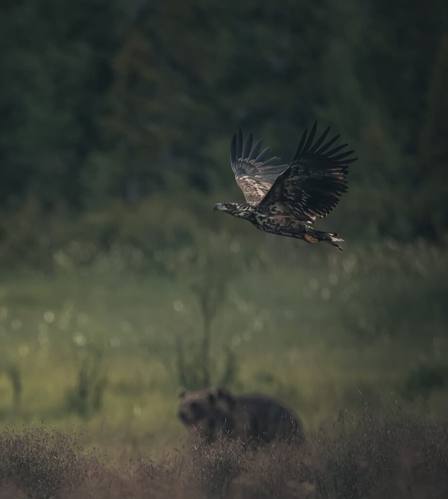 @tr_pixels_Finland_White tailed sea Eagle Brown Bear