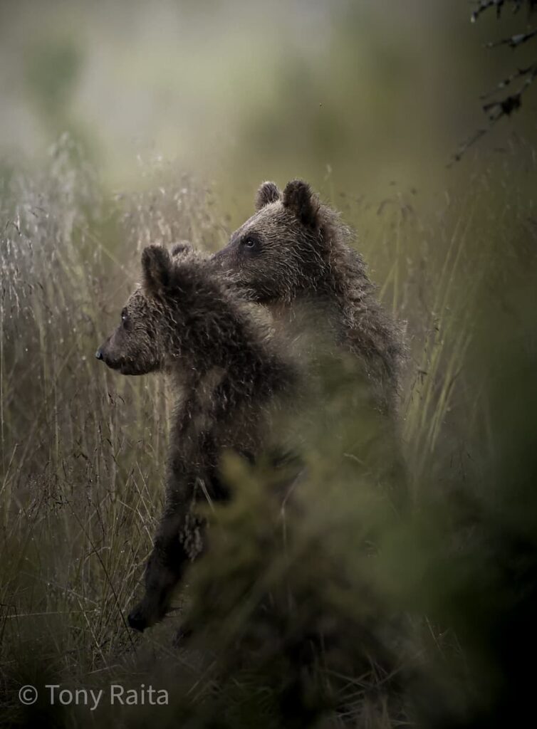 @tr_pixels_wildlife_Finland_Brown Bear cubs my favorite