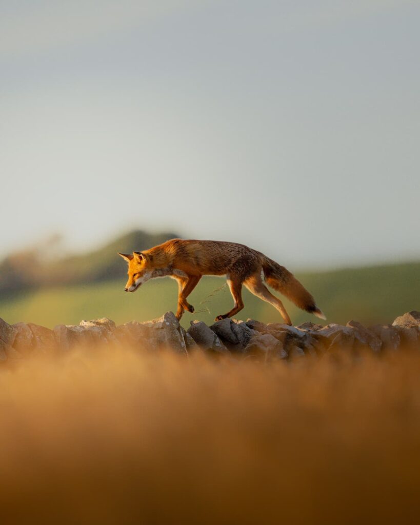 @joshbagshawe_Red fox peak district