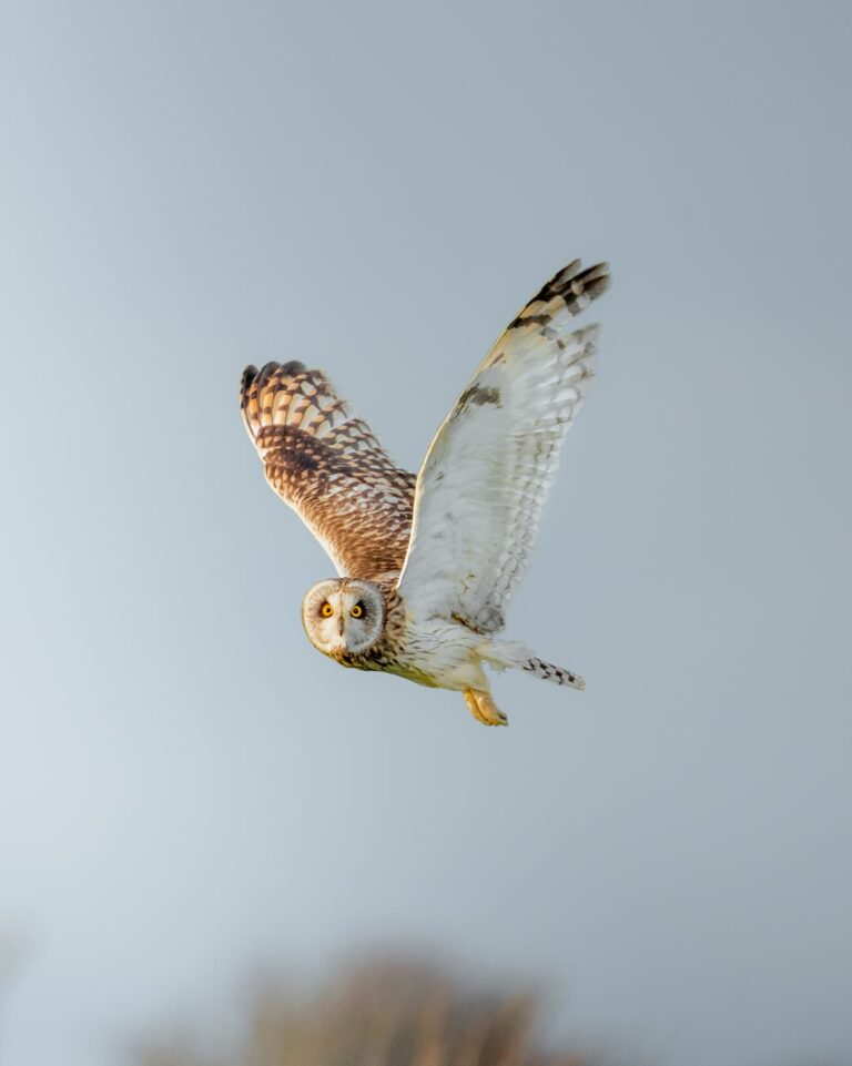 @joshbagshawe_Short eared owl 2