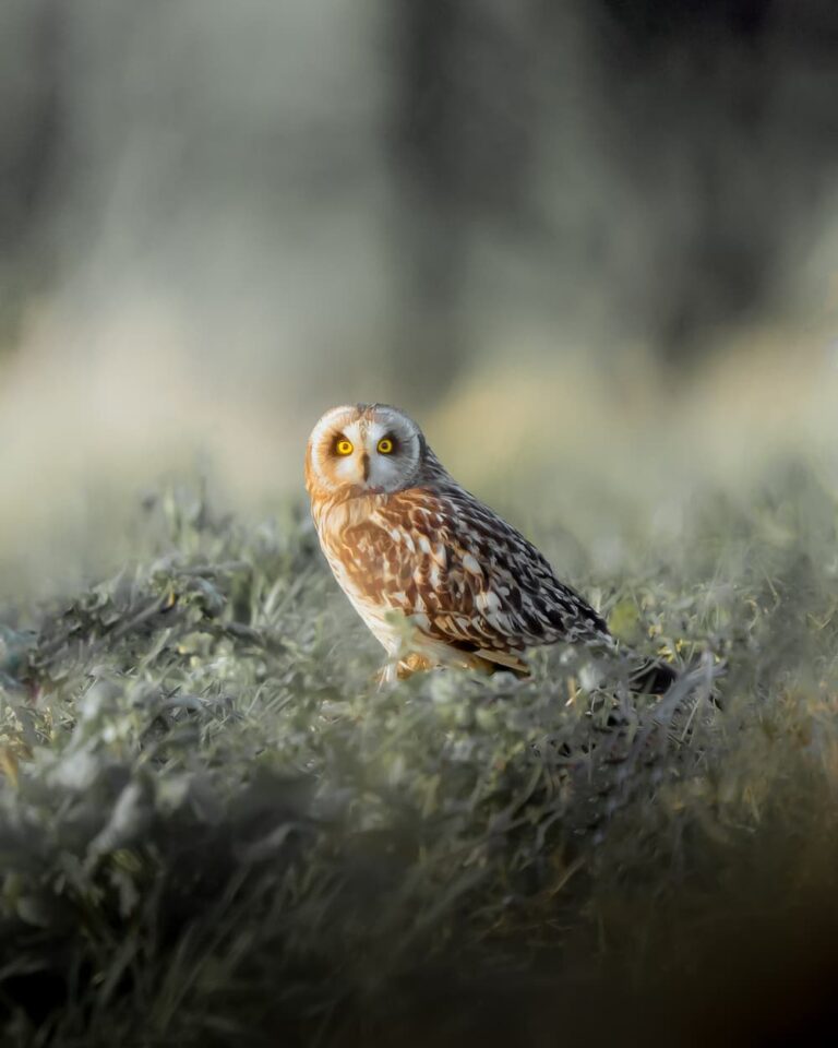 @joshbagshawe_Short eared owl