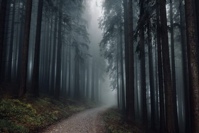 Germany_Black Forest_Isak Stockas_@isakstockas