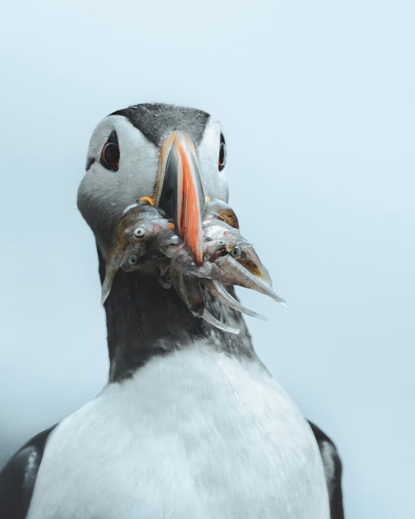 @shepherdcaptures_Dustin Shepherd_Iceland_Puffin