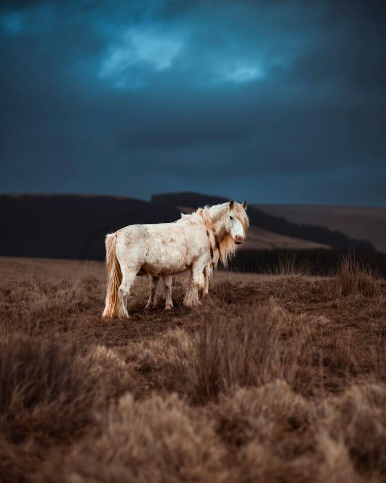 Wales-Brecon Beacon Wild Ponies -@iamcorm