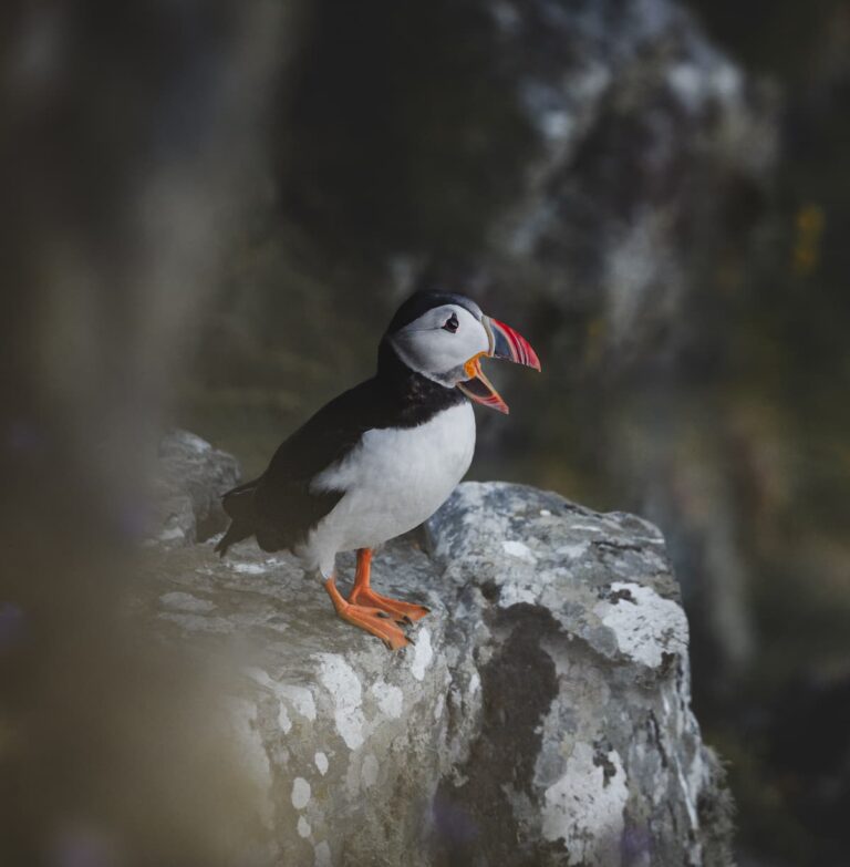 @dk_storytellers_Runde puffin.Norway