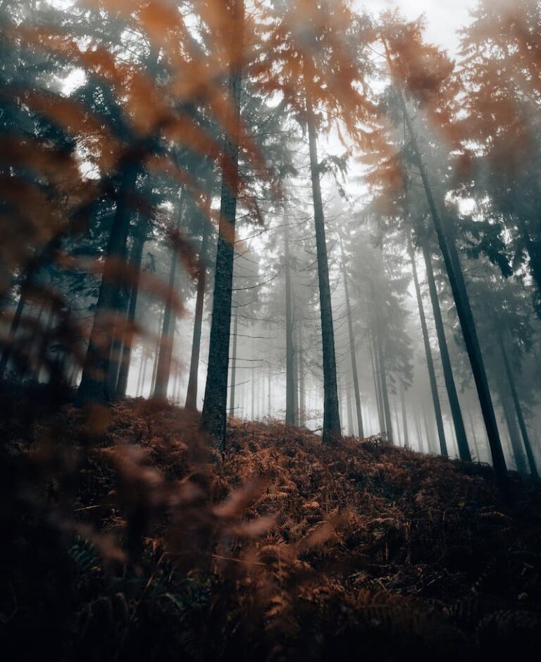 @buchstabenhausen Teutoburg Forest, Germany