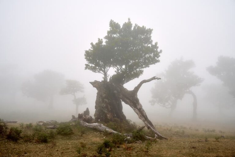 Madeira, Fanal, Chris König, @thechriskonig