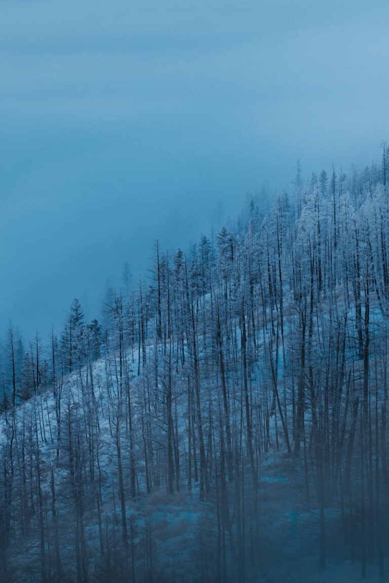 Blue hour_Trees_@jesajaclass