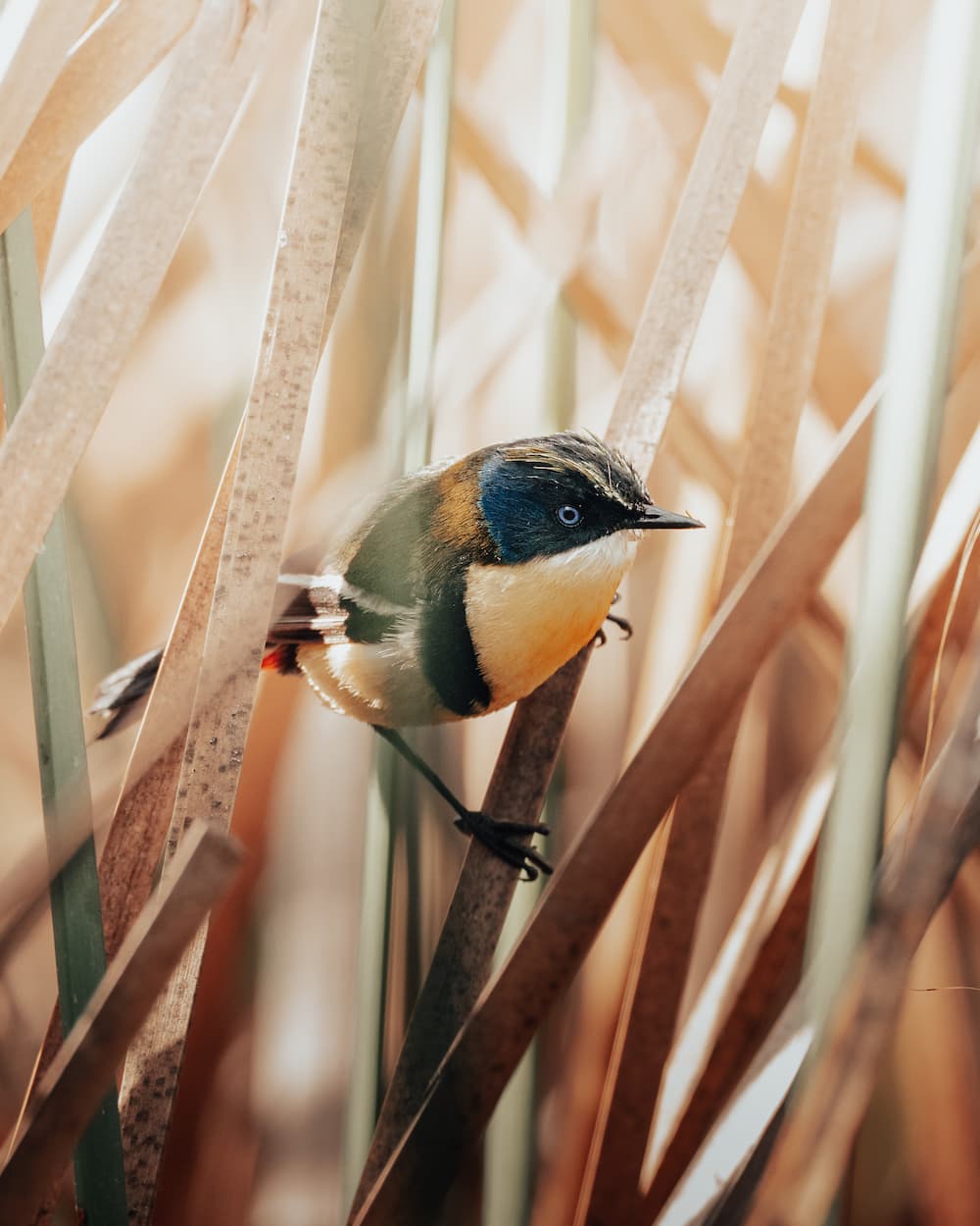 @eliasddaniell_Nomadict 11