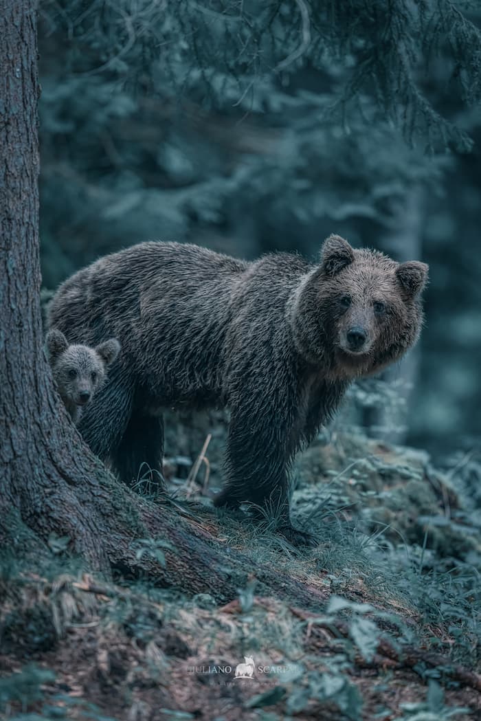 @giulianoscarparoph after 1