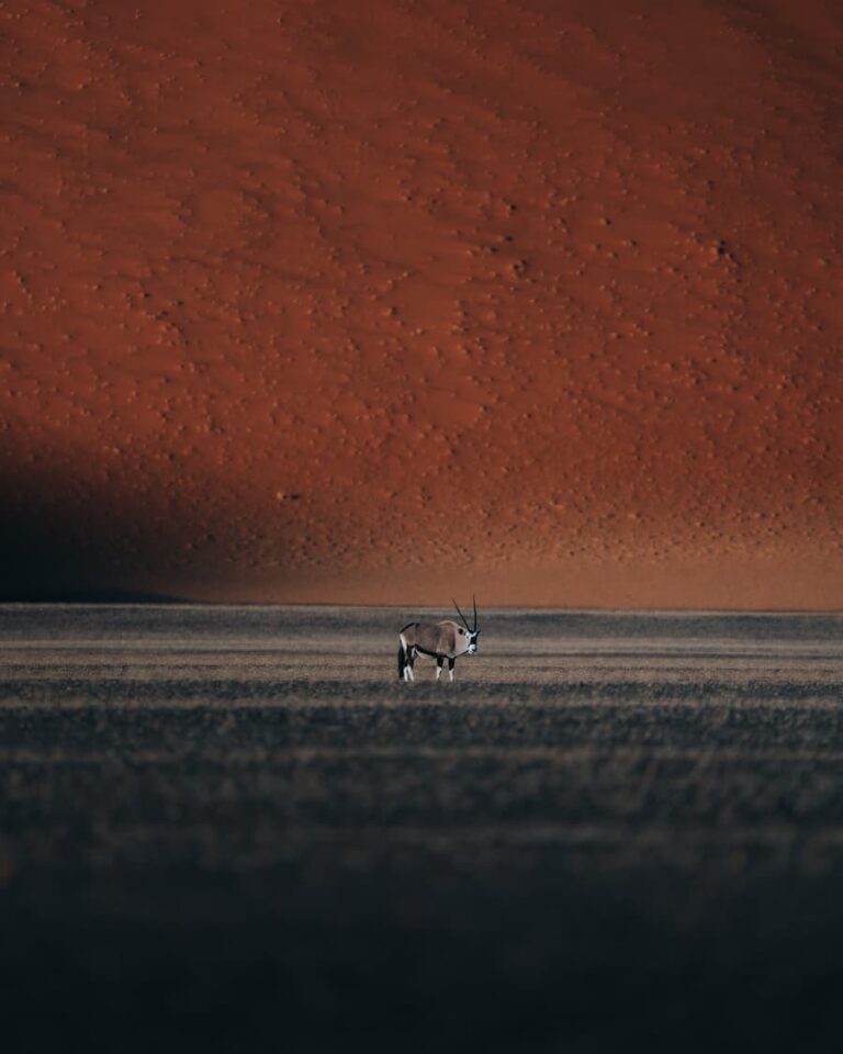 Oryx Facing Dune - After