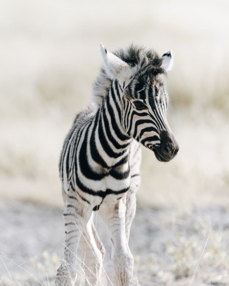 Young Zebra - After