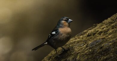 Azores-Bird-Photo-@alexpantela