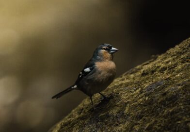 Azores-Bird-Photo-@alexpantela