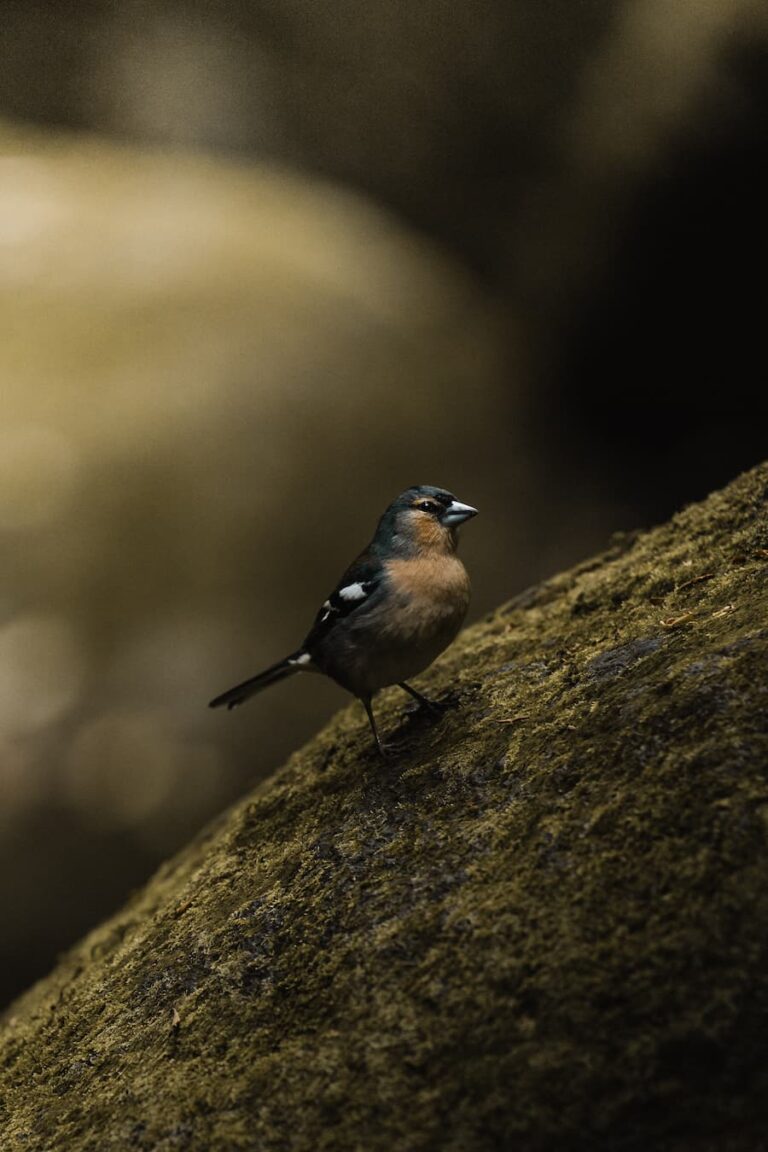 Azores-Bird-Photo-@alexpantela