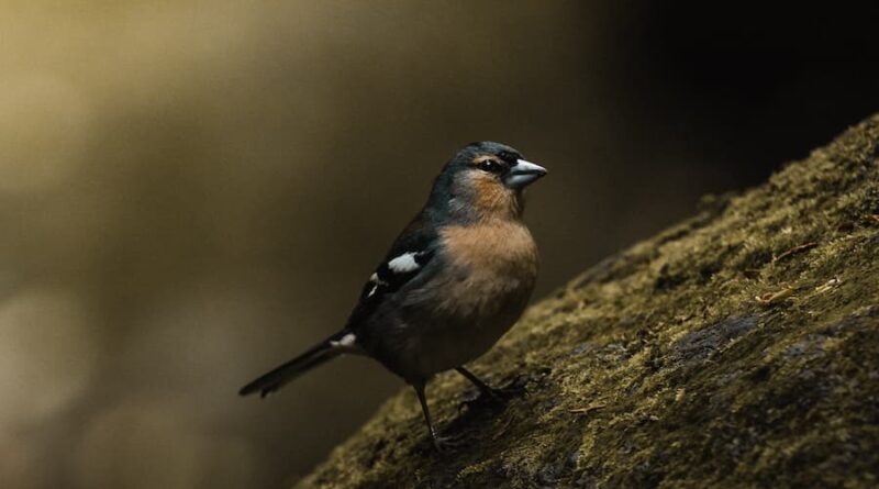 Azores-Bird-Photo-@alexpantela