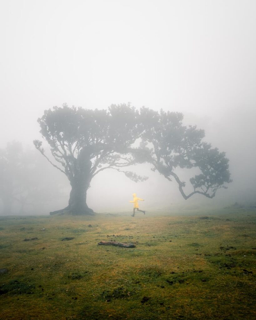 @buerklestories_Fanal Forest_.Madeira_ buerklestories