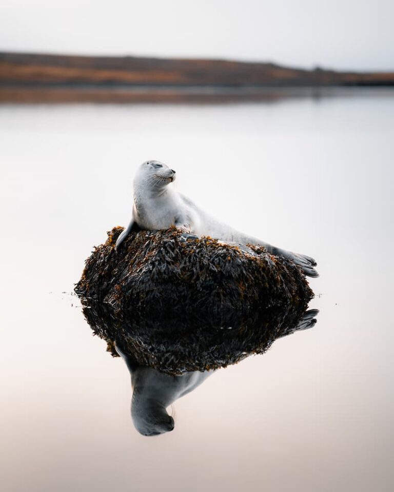 laughing seal_Iceland_buerklestories