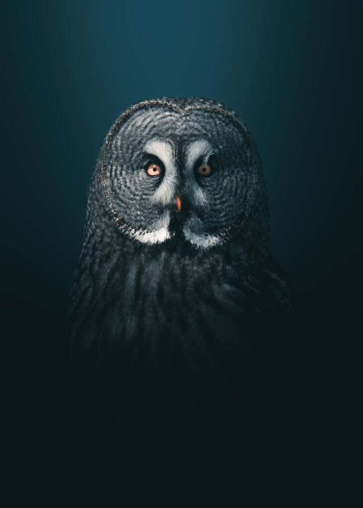 @mankeyfoto - Great grey owl