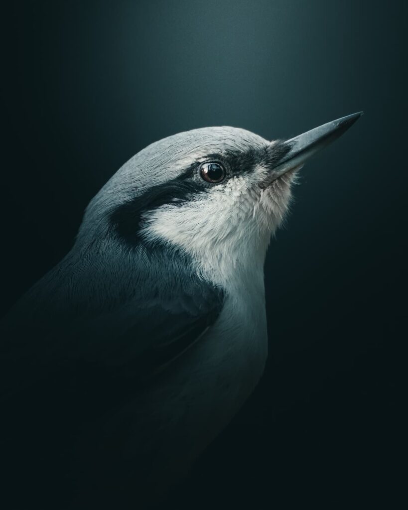 @mankeyfoto - Nuthatch