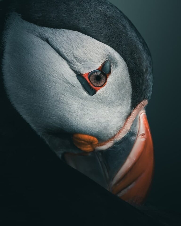 @mankeyfoto - Puffin closeup