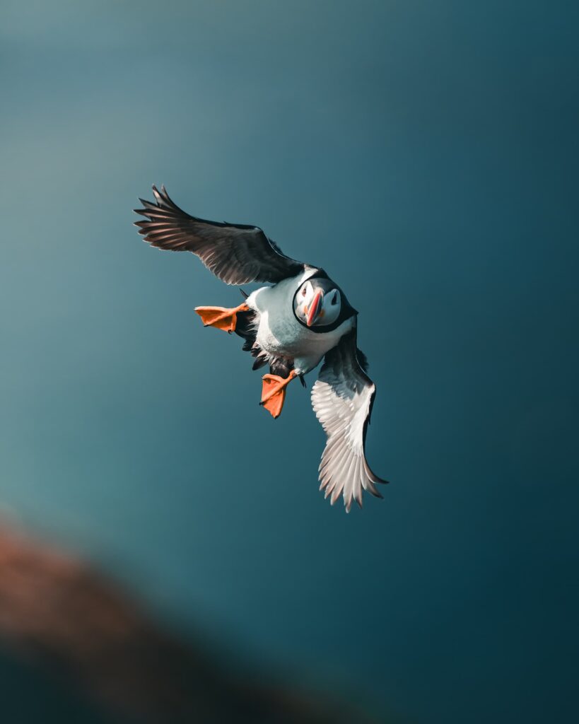 @mankeyfoto - Puffin in flight