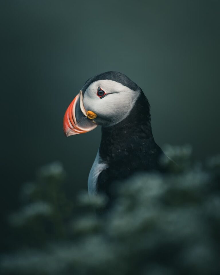 @mankeyfoto - Puffin portrait