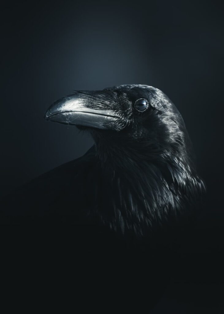 @mankeyfoto - The raven