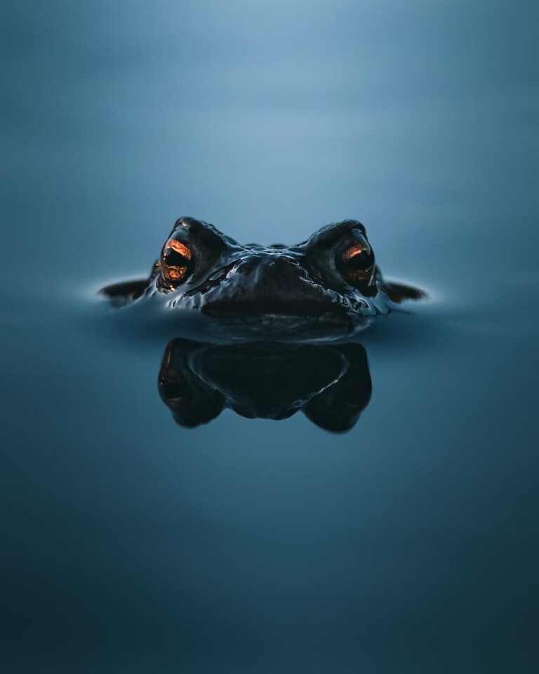 @mankeyfoto - Toad in the water