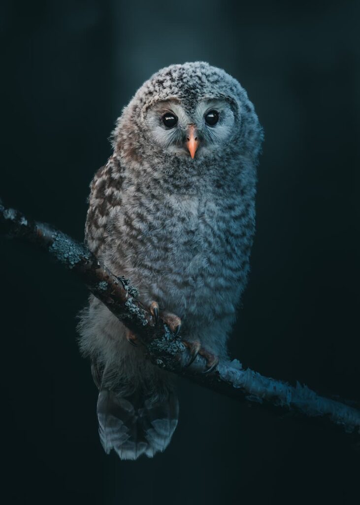 @mankeyfoto - Ural owl chick