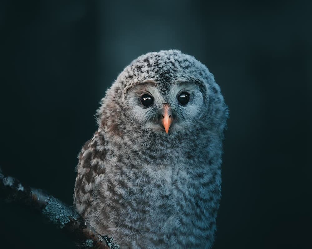 @mankeyfoto - Ural owl chick - Nomadict cover