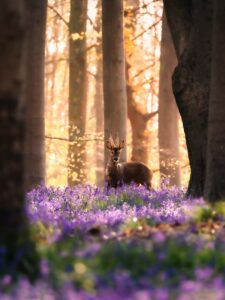 @shootingstills.co.uk_Winning photo