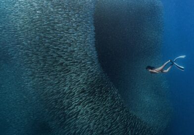 Winner ColorPro Awards Momentum