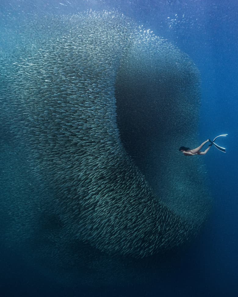 Winner ColorPro Awards Momentum