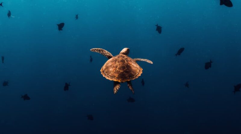 [Nomadict] Ribka Malise-Winner