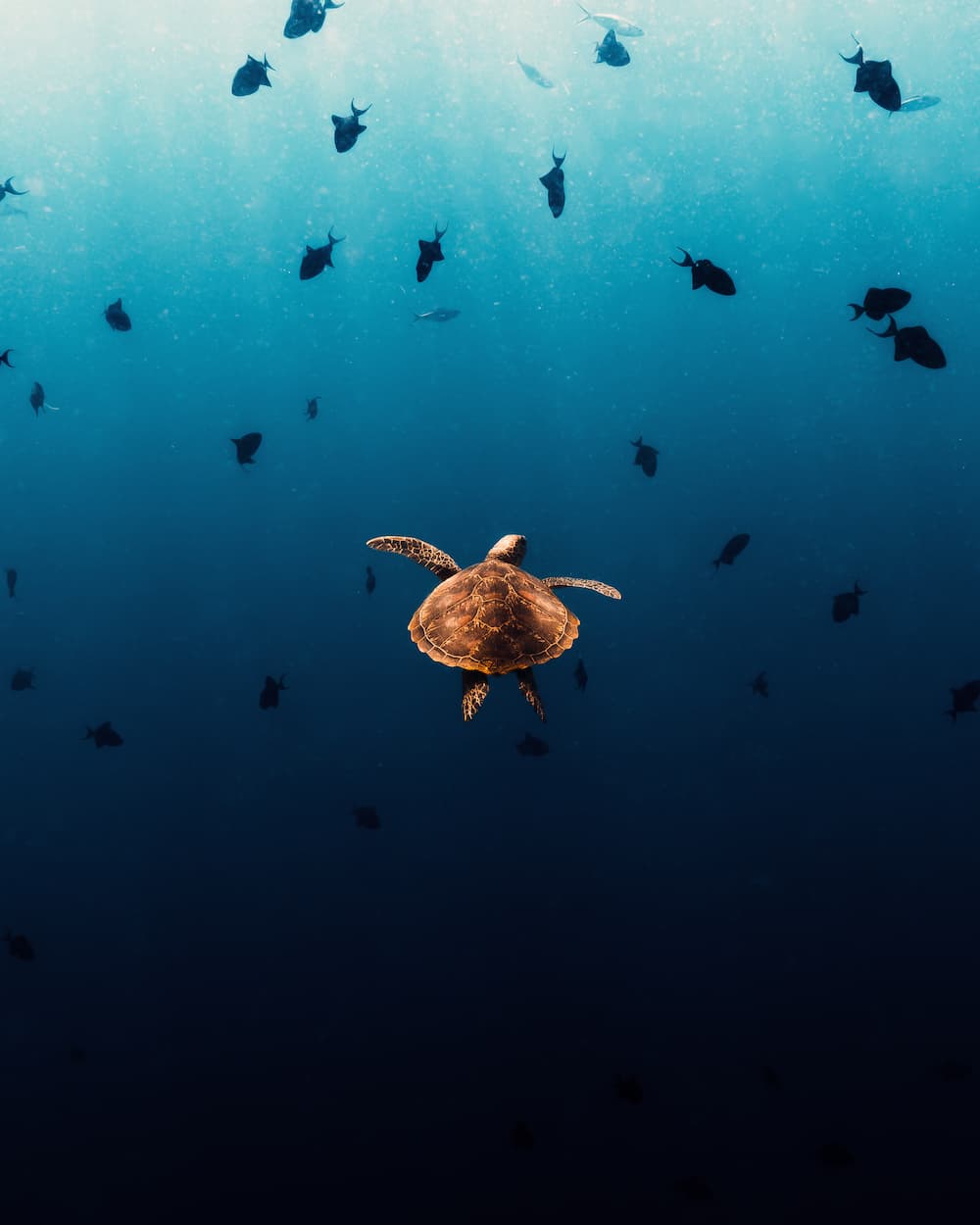 [Nomadict] Ribka Malise-Winner