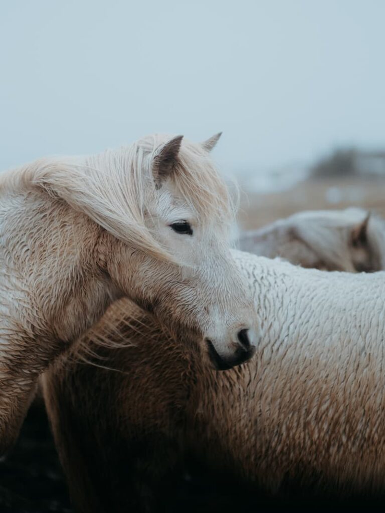 Inês Preto, @minespreto, Best of the Week at #nomadict -2