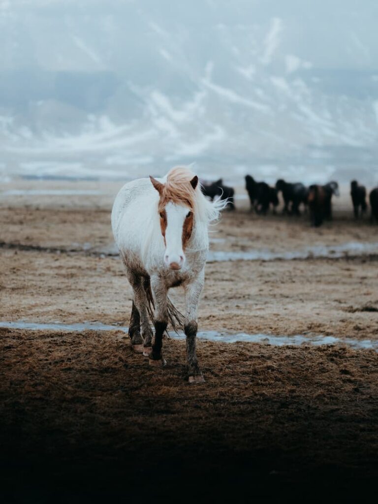 Inês Preto, @minespreto, Best of the Week at #nomadict -3