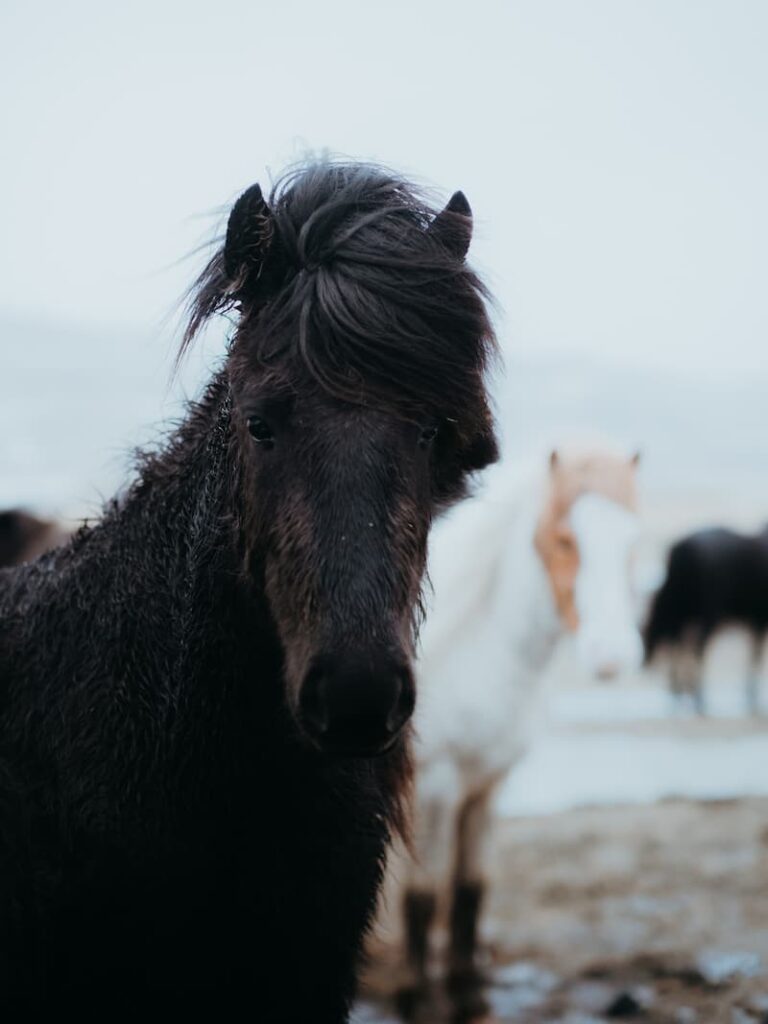 Inês Preto, @minespreto, Best of the Week at #nomadict -4