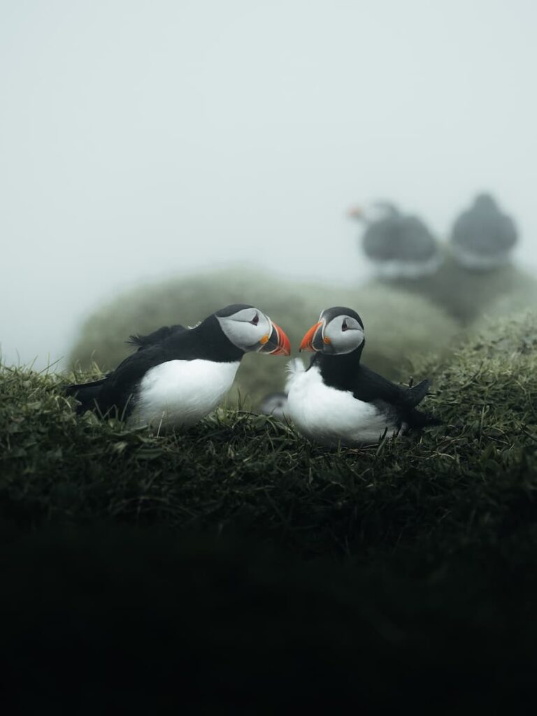 Inês Preto, @minespreto, Best of the Week at #nomadict -6