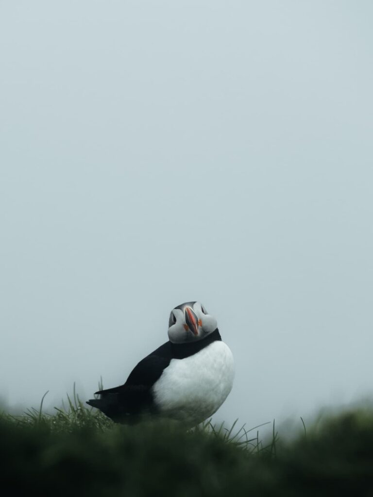 Inês Preto, @minespreto, Best of the Week at #nomadict -7