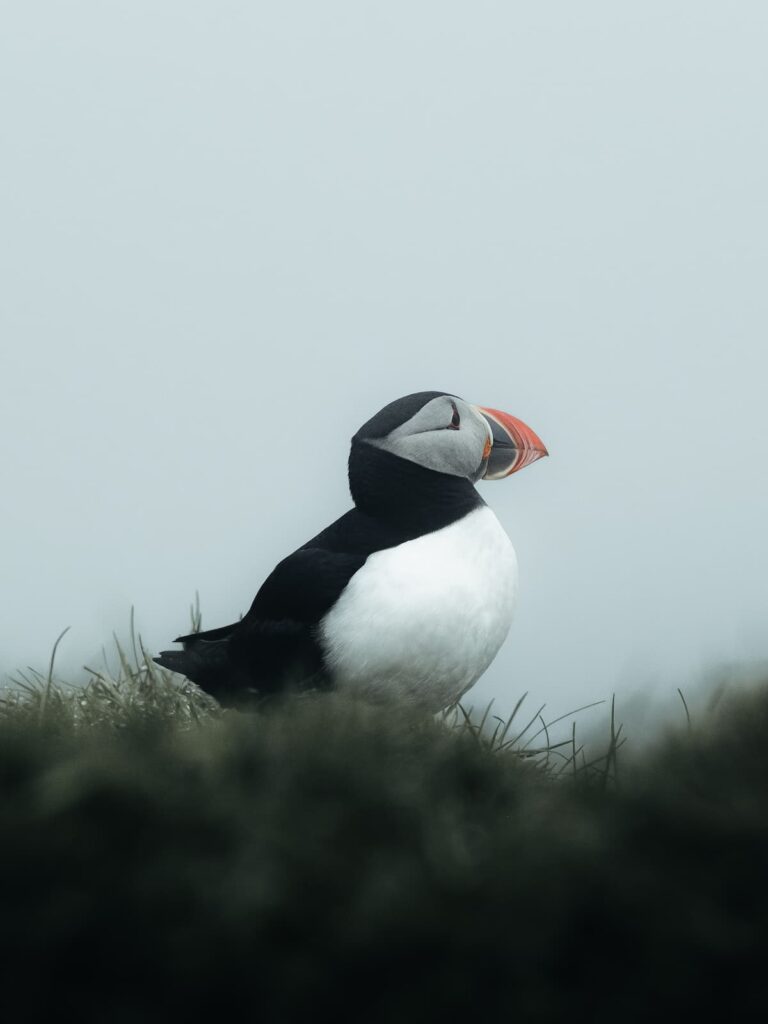 Inês Preto, @minespreto, Best of the Week at #nomadict -8